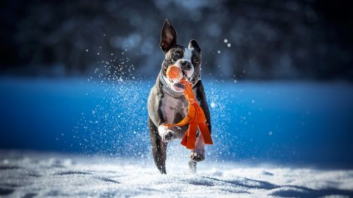 Dog carrying toy in mouth while running on snow