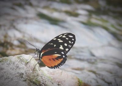 Close-up of butterfly on leaf