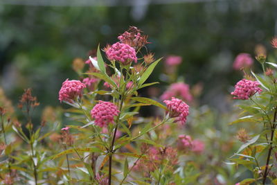 Close-up of pink flowering plant