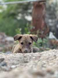 Portrait of dog on rock