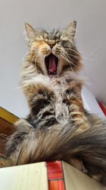 Cat yawning