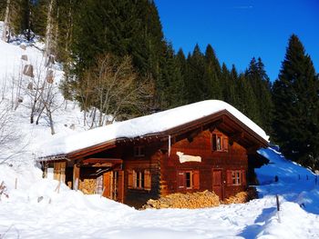 Snow covered plants and trees by building against mountain