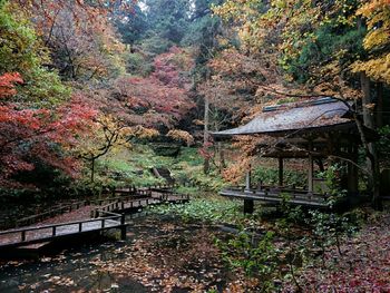 Trees in autumn