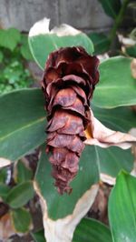 Close-up of lizard on plant