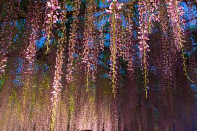 Trees in bloom at night