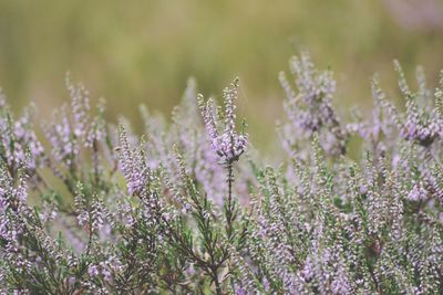 Close-up of purple flowers