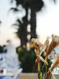 Close-up of flowering plant against sky