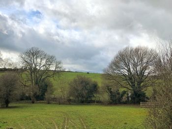 Trees on field against sky