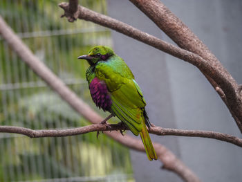 Close-up of bird perching on branch