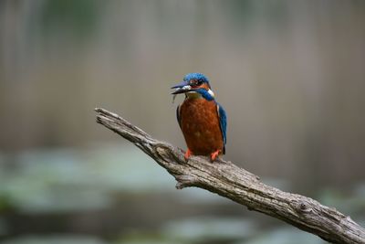 Bird perching on branch