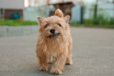 Close-up of dog