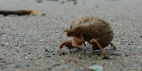 Close-up of crab on sand at beach