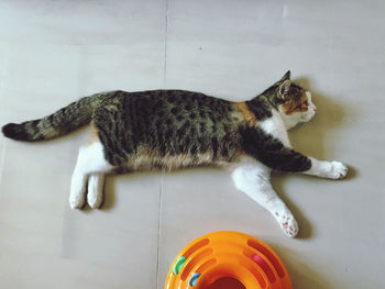 High angle view of cat lying on floor