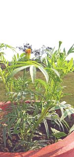 Close-up of plants growing on field against clear sky