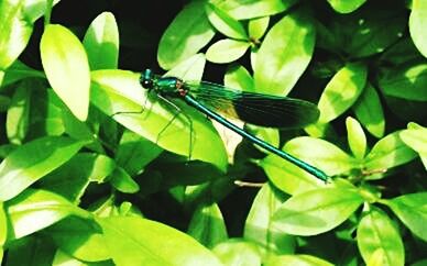 Close-up of insect on leaf