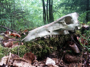 Close-up of animal skull in forest