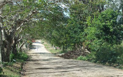 Empty road along trees in forest