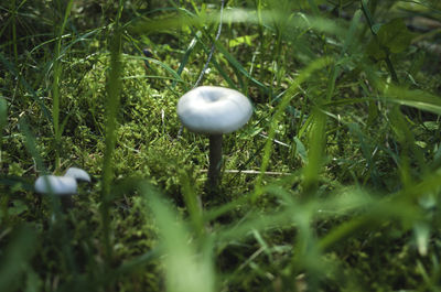 Close-up of mushroom growing in field