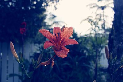 Close-up of red flowering plant