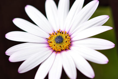 Close-up of daisy flower against black background