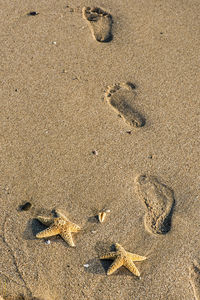 High angle view of footprints and dead starfish on sand