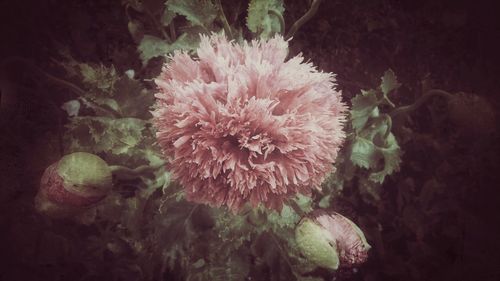 Close-up of pink flowers blooming outdoors