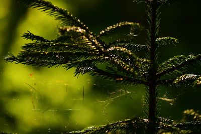 Close-up of wet tree leaves