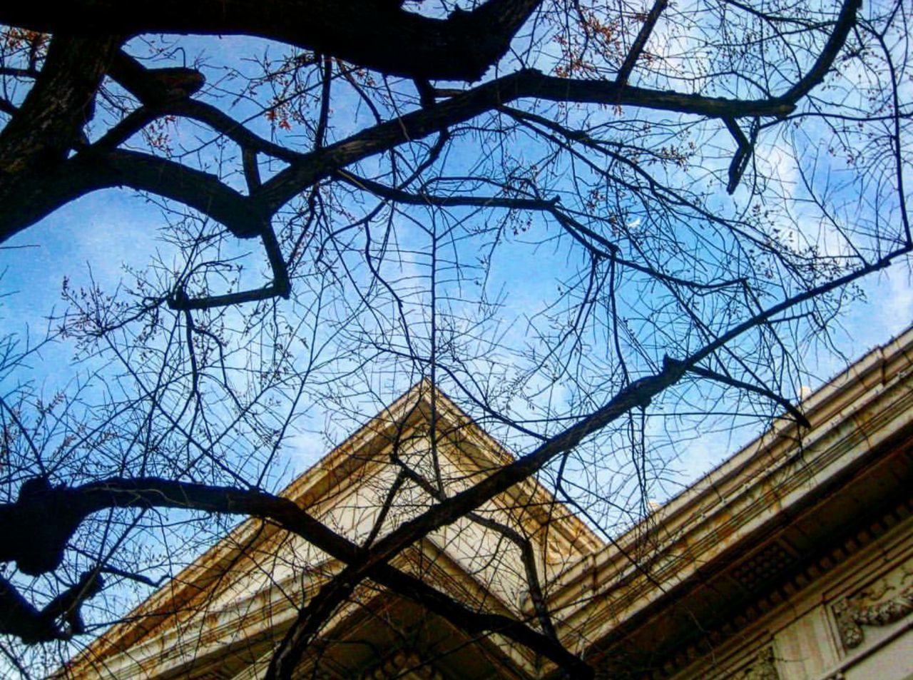 LOW ANGLE VIEW OF BARE TREE AGAINST BUILDING