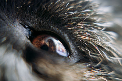 Close-up of a eye