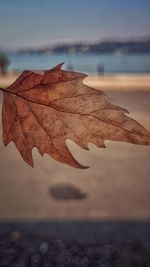 Close-up of maple leaf by lake against sky during autumn