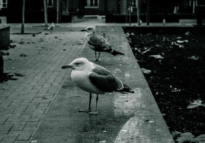 Bird perching on shadow