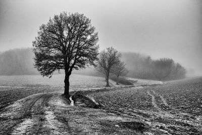 Bare tree on field against sky