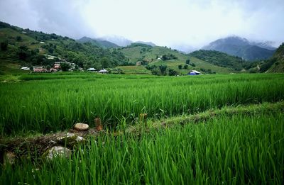 Scenic view of agricultural field against sky