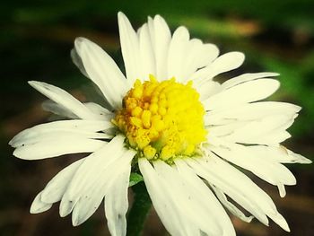 Close-up of white daisy flowers