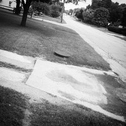 Road along trees