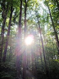 Sunlight streaming through trees in forest