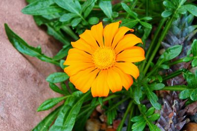 Close-up of yellow flower