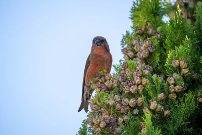 Low angle view of bird perching on plant against sky