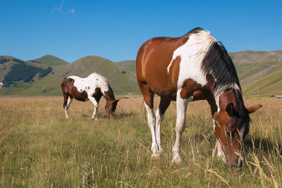 Herd of wild grazing horses in the pian grande, umbria, national park of monti sibillini