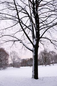 Bare tree against frozen sky during winter