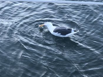 High angle view of seagull swimming in sea