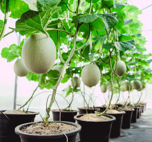 Close-up of potted plant against trees