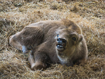 High angle view of lion relaxing on field