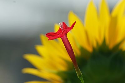 Close-up of red yellow flower