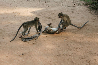 High angle view of monkey sitting on ground