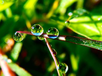 Close-up of water drops on plant