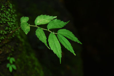 Close-up of plant