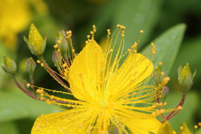 Close-up of yellow flowers