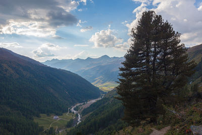 Panorama of vallelunga at evening with pine tree in the foreground, alto adige