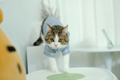 Scottish cat in pajamas cloth during play at home with softfocus woman in pajamas cloth background